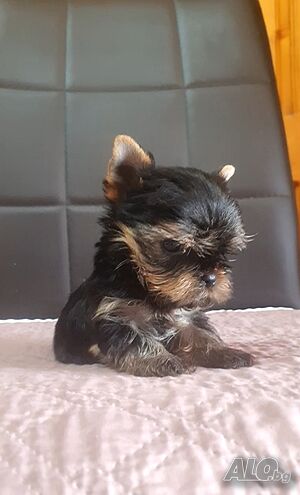 Yorkshirski terrier