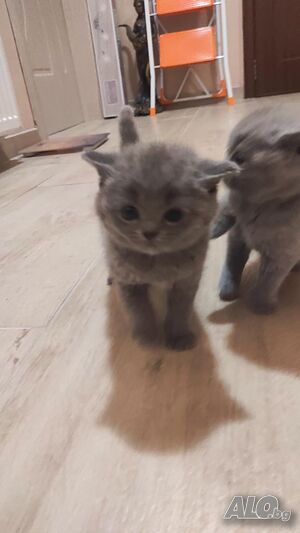 Британски котета