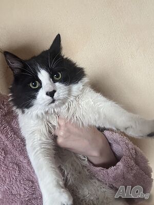 Подаряваме мъжко котенце