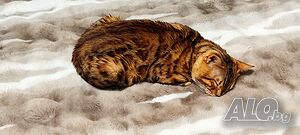 Бенгалска котка