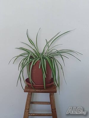 Стайно растение Хлорофитум