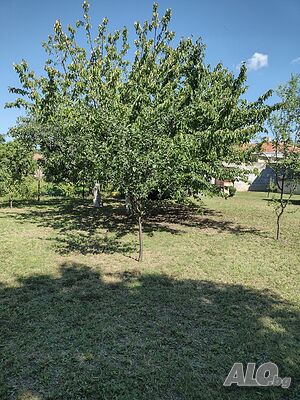 image_7