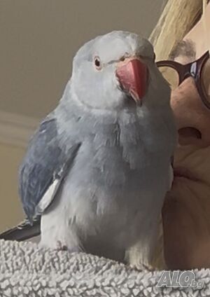 Продавам рядък син Александрийски папагал 🦜💙