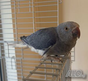 Продавам рядък син Александрийски папагал 🦜💙