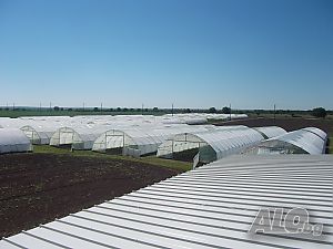 ОРАНЖЕРИИ - Българско производство, ”Тунелен тип” - 6м ширина, ПРОФИЦИНК ЕООД
