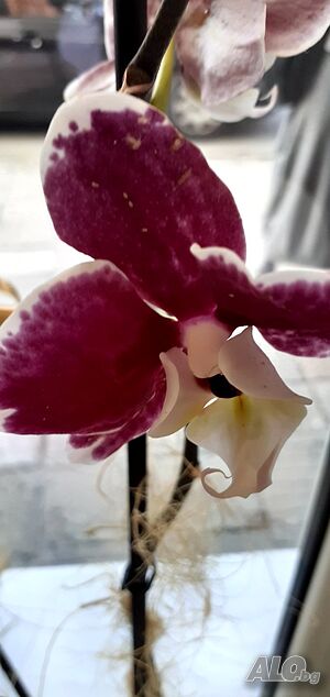 image_9