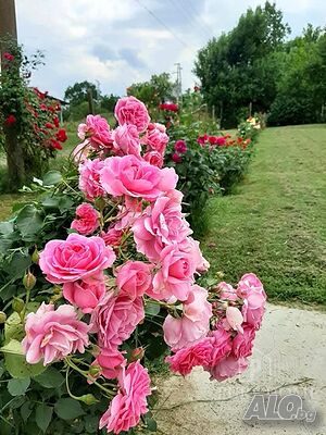 image_13