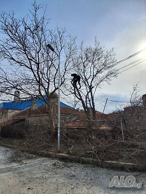 Рязане на опасни дървета бес вишка