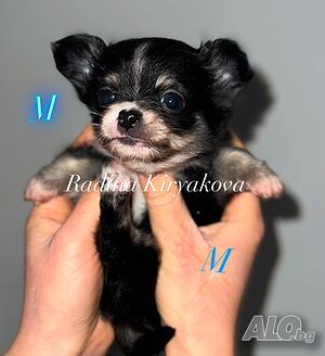 image_3