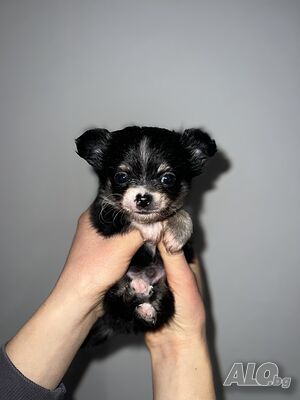 image_6