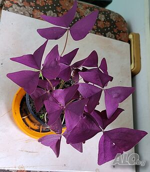 image_4
