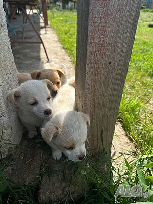 image_10