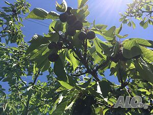 Продава черещови градини с насаждения