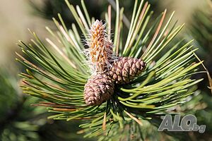 Продава Друг вид дървопроизводителна гора