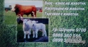 Овце, агнета, юници, телета
