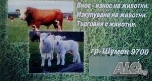 Изкупуваме телета от цялата страна