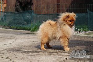 image_5