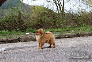 image_9