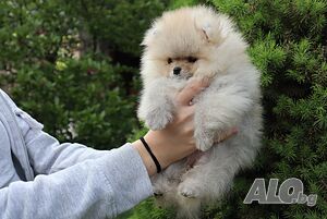 image_9
