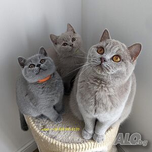 british shorthair kittens