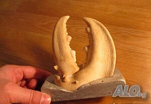 Огромни щипки от рак - декорация и красота за вашия магазин, витрина, дом и офис