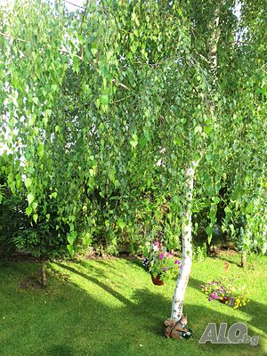 image_33