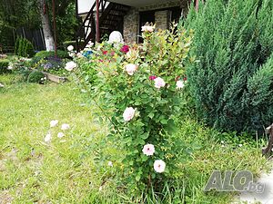 image_13