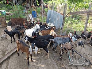 Продавам ярета