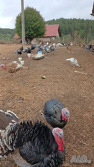 🦃 продават се пуйки! 🦃