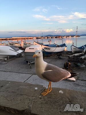 image_7