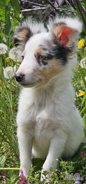 Мъжко Шелти