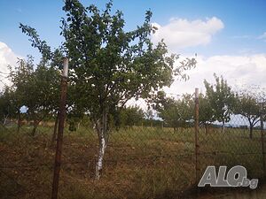 image_5