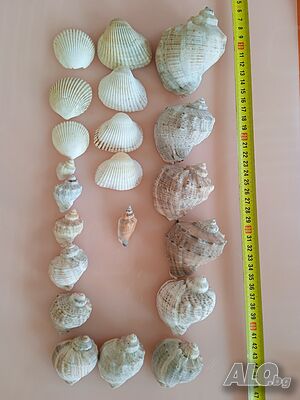 Морска черупка раковина 21 бр.
