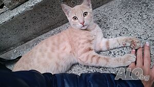 Подарявам котенце
