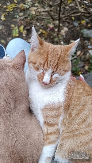 Подарявам котенце