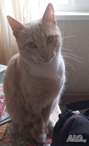 Бежов котарак 10 месяца