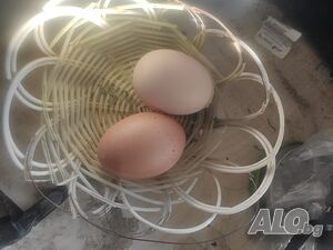 2)Продавам разплодни яйца от Супер Харко, Цена 1,20лв. за брой,