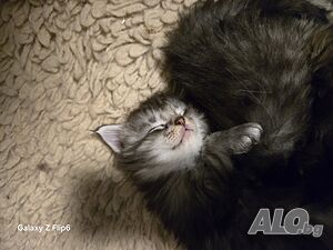 Мейн куун котенца