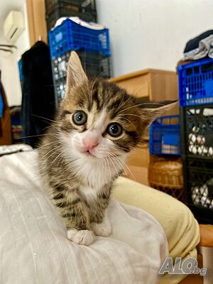Подарявам коте на 2 месеца