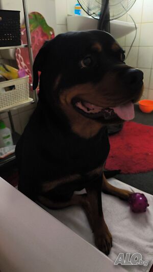 Rottweiler Hündin 3 Jahre mit Papieren Stammbaum geimpft wegen privater Probleme abzugeben.