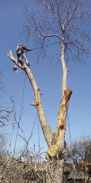image_6
