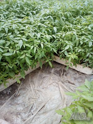 image_6