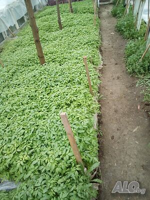 image_10