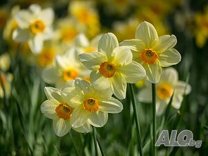 image_10