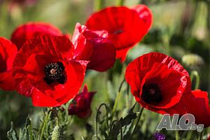 image_15
