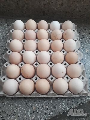 Продавам яйца броиката е 0.50стотинки