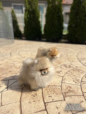 Мъжки и женски померани