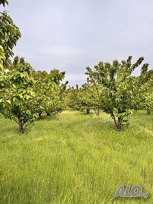 Продавам черешова градина