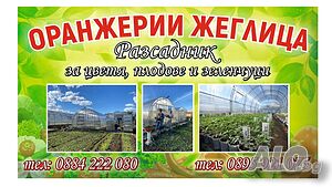 Разсад 150 сорта домати, зеленчуци и цветя