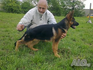 Развъдник за Немско Овчарско Куче